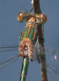 Swamp Spreadwing